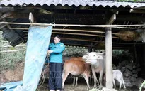 Hơn 2 vạn gia súc có nguy cơ bị đói, rét do thời tiết lạnh
