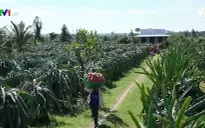 Khó khăn đầu ra của nông sản