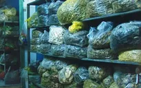 Phát hiện đường dây tiêu thụ thuốc bắc nhập lậu