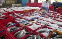 Ghi nhận những nỗ lực gỡ "thẻ vàng" cho thủy sản Việt Nam