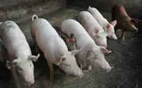 Dịch tả lợn châu Phi có dấu hiệu giảm dần