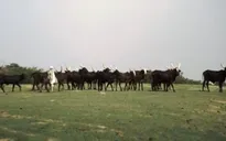 Người du mục Fulani - Một cộng đồng dần biến mất