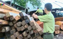 Khánh Hòa: Ngăn chặn đường dây gỗ lậu cuối năm