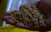 Phạt 80 triệu đồng doanh nghiệp sản xuất lúa giống trái phép