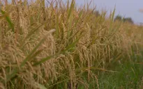 Phát triển hợp tác xã nông nghiệp ứng phó biến đổi khí hậu