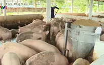 Bình Định triển khai tái đàn lợn cuối năm