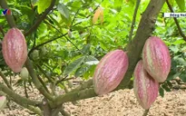 Đồng Nai: Chuyển đổi cây trồng giúp nông dân tăng thu nhập 23 lần