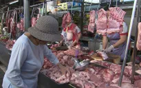 Nhiều xáo trộn trong kinh doanh khi giá heo tăng liên tục