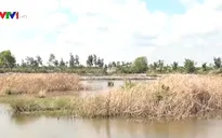 Hạn mặn ở ĐBSCL thời gian tới sẽ nghiêm trọng như thế nào?