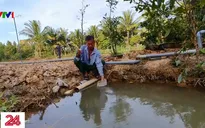Bến Tre: Hạn mặn xâm nhập, nguy cơ lỡ mùa hoa Tết