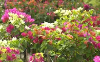 Thu phí làng hoa Sa Đéc, người dân hưởng lợi gì?