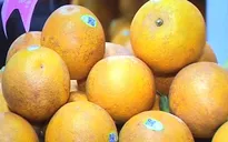 Cam 100.000 đồng/quả vẫn đắt khách