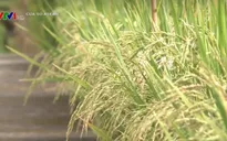 Philippines hỗ trợ nông dân lúa giống
