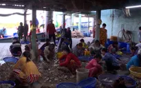 Ngư dân Cà Mau trúng đậm cá, tôm