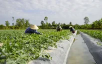 Nông dân Sóc Trăng lo lắng vì hạn mặn