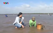 Nhọc nhằn nghề cào nghêu