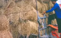 Hạn mặn ảnh hưởng nặng, người dân miền Tây ồ ạt mua rơm dự trữ