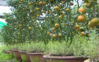 Khan hiếm quýt hồng lên chậu dịp Tết tại Đồng Tháp