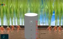 Để cây lúa sống chung với hạn mặn, không ảnh hưởng đến năng suất