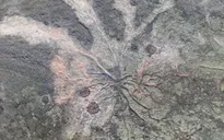 Tiết lộ hình ảnh về hóa thạch "rừng ma" cổ quái nhất thế giới mới lộ diện