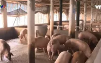 Tái đàn lợn có kiểm soát, đảm bảo thực phẩm cho Tết