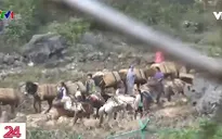 Buôn lậu thuốc lá nguyên liệu bằng ngựa thồ