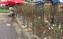 Đào Nhật Tân xuống phố đón Tết Dương lịch