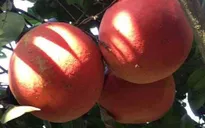 Hà Nội: “Sốt” hàng bưởi đỏ