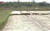 Miền Trung lên phương án chống hạn, nhiễm mặn cho vụ Đông Xuân
