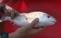 Đa dạng thủy sản nuôi - Hướng phát triển bền vững, hiệu quả