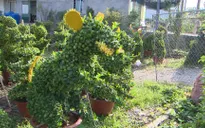 Độc đáo kiểng thú hình chuột