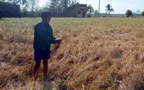 Bạc Liêu khẩn trương ứng phó với hạn mặn