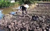 Cà Mau đối mặt nguy cơ thiếu nước vì hạn mặn