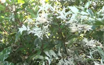 Mai Cẩm Thạch - cây cảnh đẹp lạ từ làng hoa Sa Đéc