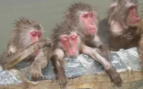 Ấn Độ sử dụng trí tuệ nhân tạo để triệt sản loài khỉ