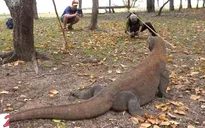 Indonesia thu hút khách du lịch tới đảo Komodo