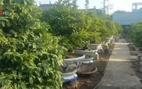 Nhà vườn vui mừng vì chất lượng mai Tết tốt