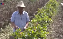 Bình Định: Nhộn nhịp làng mai An Nhơn