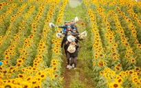 Mê mẩn với cánh đồng hoa hướng dương Nghệ An