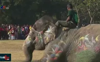 Lễ hội đầu năm dành cho những chú voi đáng yêu tại Nepal