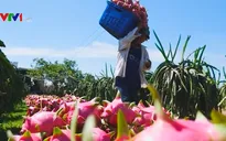 Gần 70% rau quả Việt Nam xuất khẩu sang Trung Quốc