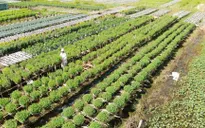 Làng hoa Tết đón xuân với nhiều nỗi lo