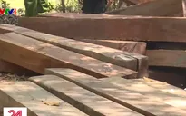 Phát hiện nhiều điểm tập kết gỗ ở rừng đặc dụng Nam Kar, Đắk Lắk