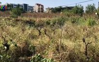 Hàng nghìn cây đào chết héo ngay trước Tết Nguyên đán