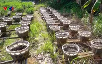 Làng hoa truyền thống ở Cần Thơ chuẩn bị vụ hoa Tết