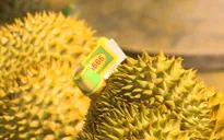 Sáng mùng 2 Tết, trên 1.300 tấn nông sản qua Cửa khẩu quốc tế Lào Cai