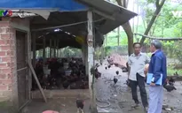 Quảng Nam: Cựu chiến binh xóa đói giảm nghèo hiệu quả