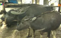 Sẵn sàng hỗ trợ Sa Pa di chuyển đàn gia súc tránh rét