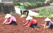 Đà Lạt gieo trồng hơn 2.200 ha giống rau, củ phục vụ thị trường Tết