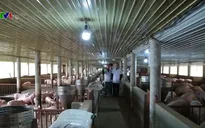 Tái đàn lợn hiệu quả tại vùng nuôi trọng điểm